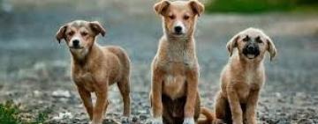 Un mes dedicado a nuestras mascotas