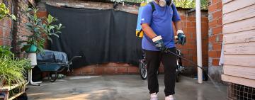 Mejor prevenir que curar: cómo evitar la aparición del mosquito transmisor de dengue