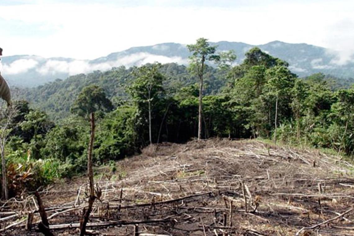 Greenpeace denuncia que durante la cuarentena se deforestaron casi 50.000 hectáreas