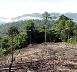 Greenpeace denuncia que durante la cuarentena se deforestaron casi 50.000 hectáreas
