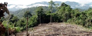 Greenpeace denuncia que durante la cuarentena se deforestaron casi 50.000 hectáreas