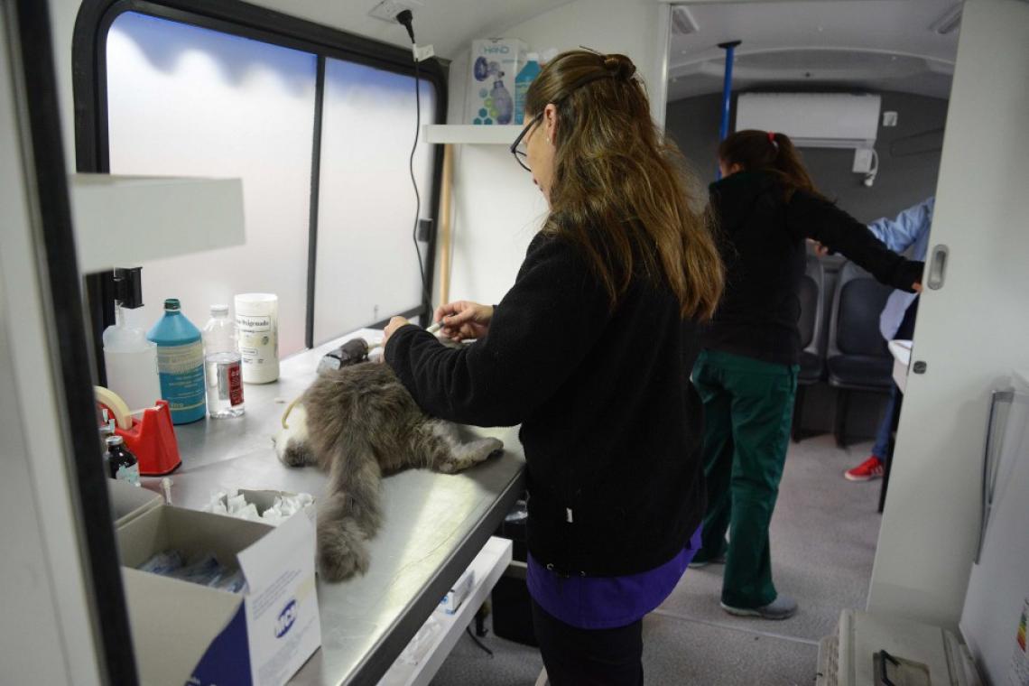 El Imusa retomó la esterilización de perros y gatos en los puestos descentralizados