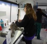El Imusa retomó la esterilización de perros y gatos en los puestos descentralizados