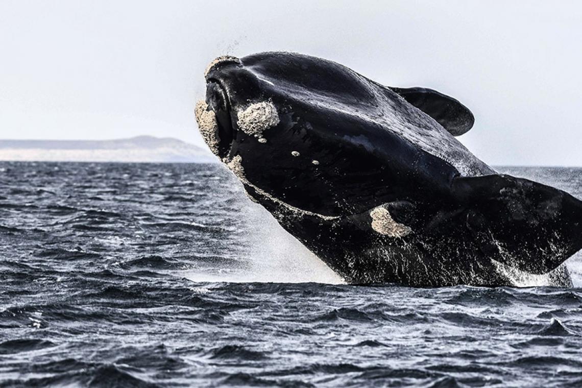 Buscan que el Agujero Azul sea un santuario para proteger la biodiversidad marina