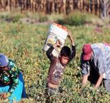 Rescataron a más de 100 trabajadores rurales "en condiciones infrahumanas"