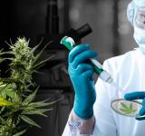 Santa Fe avanza en la investigación y producción de cannabis para uso medicinal