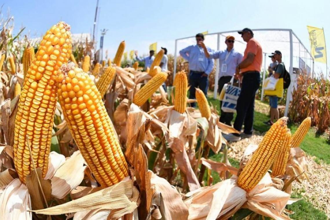 La cosecha de maíz cerró con un récord de 60,5 millones de toneladas