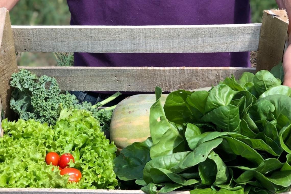 Rosario celebra la Semana de la Agricultura Urbana