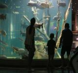 El Acuario del río Paraná tendrá un verano con apertura de martes a domingos con visitas libres y acompañadas