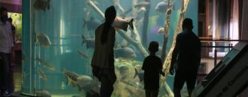 El Acuario del río Paraná tendrá un verano con apertura de martes a domingos con visitas libres y acompañadas