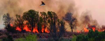 REUNIÓN INTERPROVINCIAL SANTA FE-ENTRE RÍOS POR INCENDIOS DELTA DEL PARANÁ
