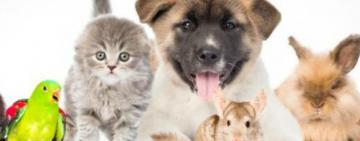29 de abril el Día del Animal en Argentina