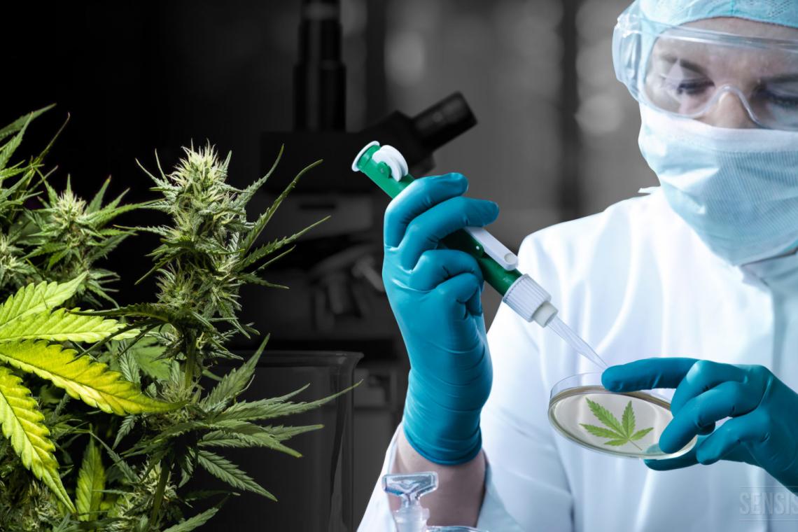 Diputados convirtió en ley el desarrollo del cannabis medicinal