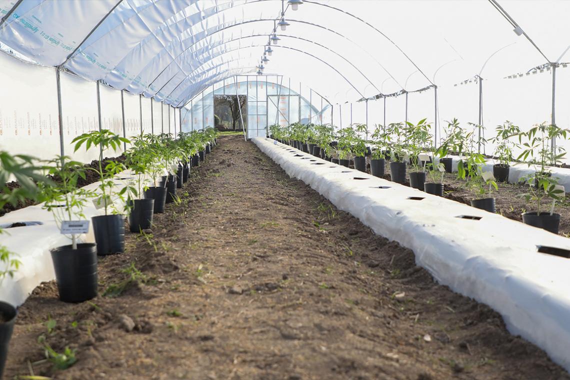 EL ACTO DE INICIO DEL CULTIVO DE CANNABIS MEDICINAL A CAMPO EN LA PROVINCIA