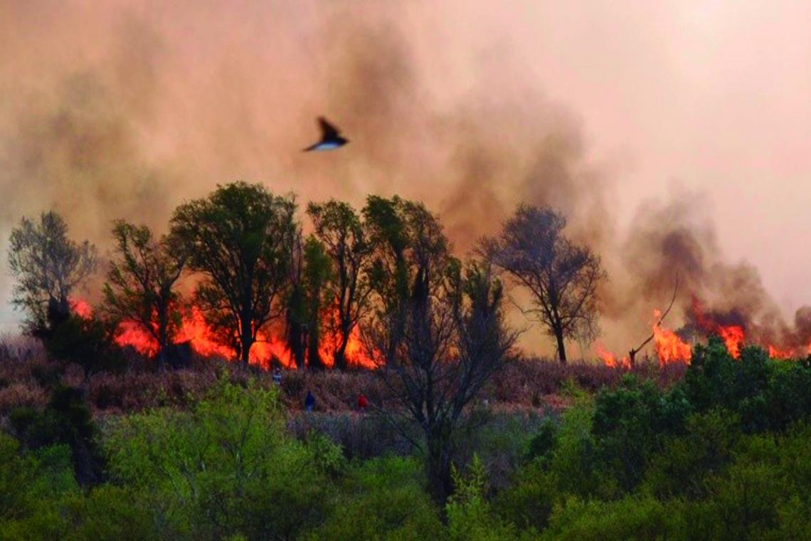 Tres hombres permanecen detenidos por intentar prender fuego en las islas del Paraná
