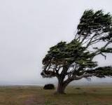 Alertas amarillas por vientos, nevadas y tormentas en once provincias