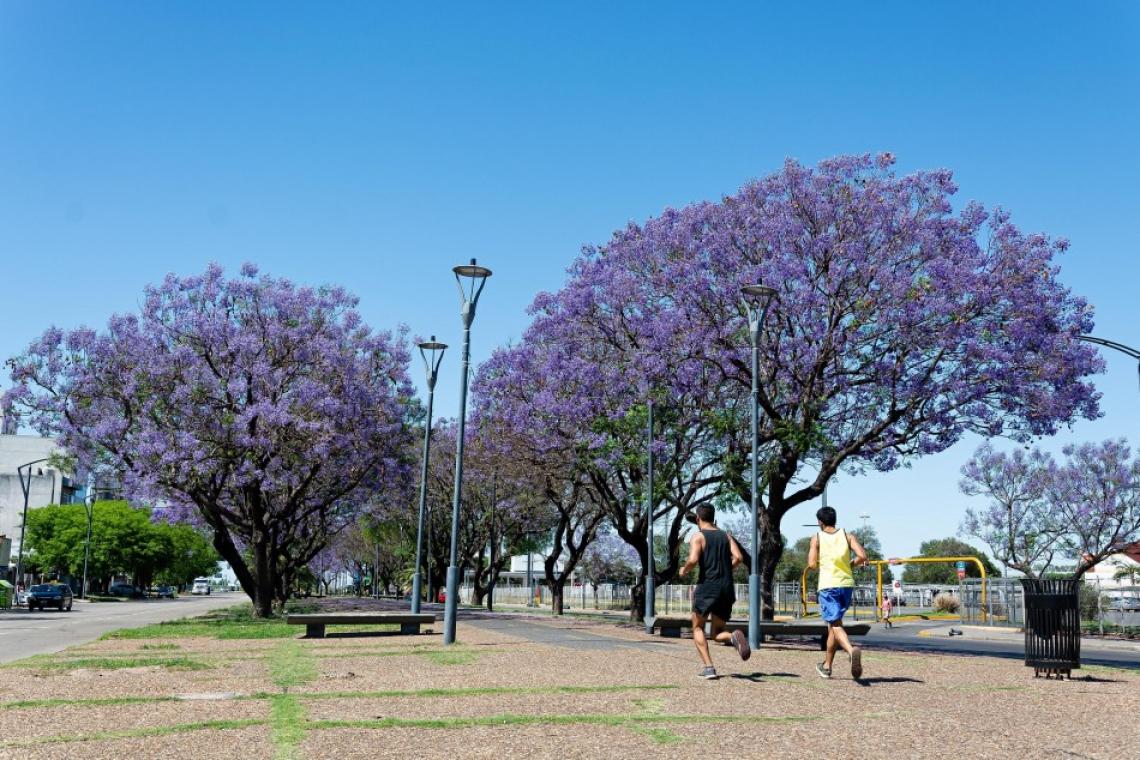 Semana del árbol: el municipio hará actividades para visibilizar la importancia del arbolado frente al cambio climático