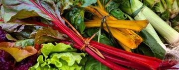 «Rosario cultiva agroecología»: el municipio celebra la Semana de la Agricultura Urbana