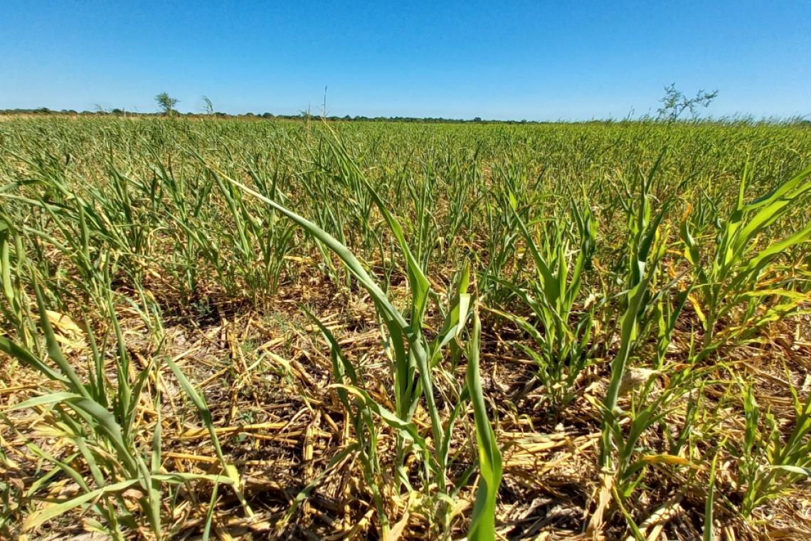 LA PROVINCIA INSTA A AVANZAR EN LA NUEVA LEY DE EMERGENCIA AGROPECUARIA PARA DAR RESPUESTAS EFECTIVAS AL SECTOR