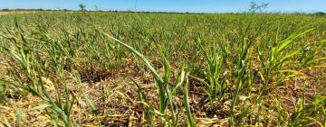 LA PROVINCIA INSTA A AVANZAR EN LA NUEVA LEY DE EMERGENCIA AGROPECUARIA PARA DAR RESPUESTAS EFECTIVAS AL SECTOR