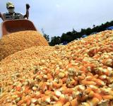 Otorgarán ayuda de hasta $20.000 por hectárea a pequeños productores de maíz y soja