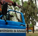 Se anuncian cortes y desvíos de tránsito por mantenimiento en el arbolado público