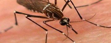 El Municipio confirmó el primer caso de chikungunya importado en la ciudad