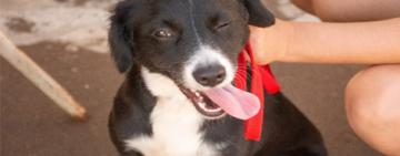 El municipio lanza el registro online de postulantes para adopción de animales de compañía