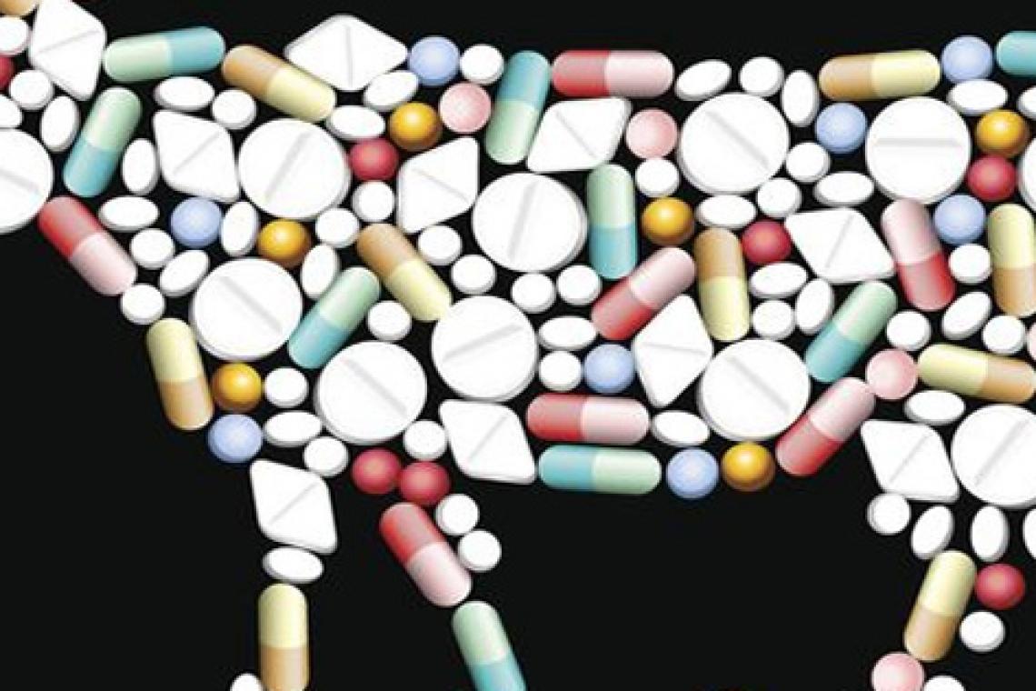 Resistencia antimicrobiana: alertan que la mayoría de los antibióticos se usan para engordar ganado