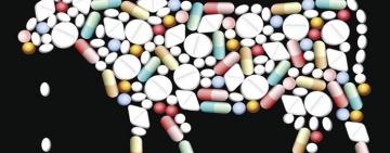 Resistencia antimicrobiana: alertan que la mayoría de los antibióticos se usan para engordar ganado