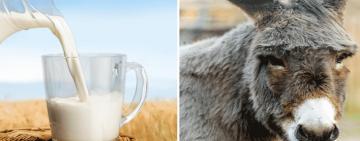 Impulsan la producción de leche de burra destinada a personas alérgicas a los lácteos vacunos