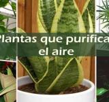 Para purificar el aire de tu casa, las plantas, ¡qué tan efectivas son! 