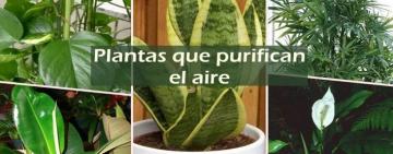 Para purificar el aire de tu casa, las plantas, ¡qué tan efectivas son! 