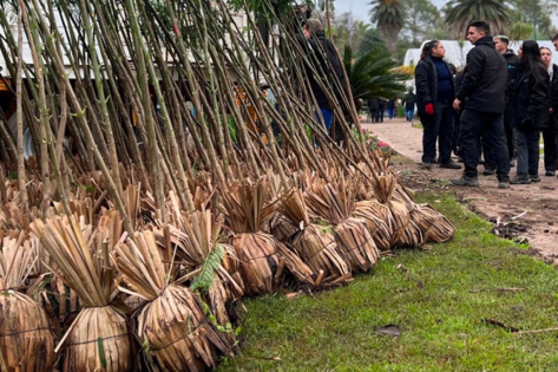 El plan de arborización se consolida con la plantación de 4 mil nuevos árboles