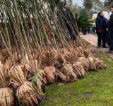 El plan de arborización se consolida con la plantación de 4 mil nuevos árboles