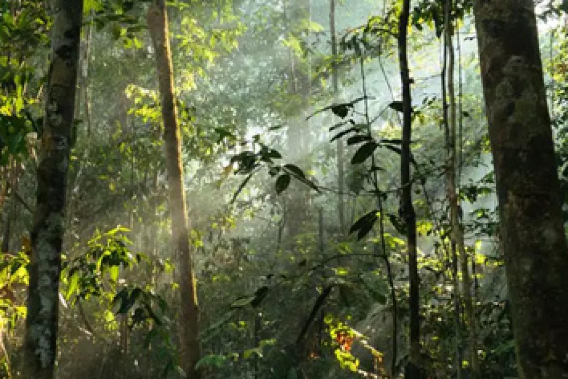 Fotosíntesis de los bosques tropicales podría fallar pronto