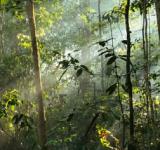 Fotosíntesis de los bosques tropicales podría fallar pronto