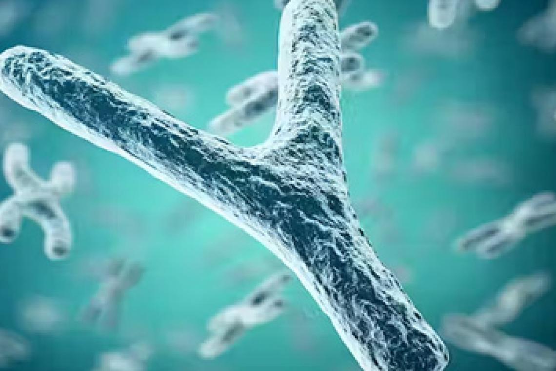 La primera secuencia completa del “extraño” cromosoma Y 