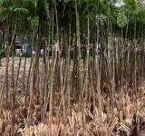 La Municipalidad celebra la semana del árbol con actividades participativas