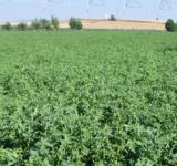 Estudian en Santa Fe un fertilizante biológico que mejora la productividad de la alfalfa