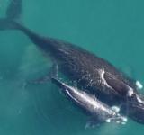 Estudian cómo se comunican las ballenas madres con sus crías