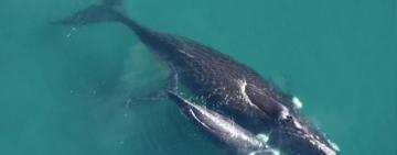 Estudian cómo se comunican las ballenas madres con sus crías