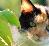 Científicos descubren por fin cómo ronronean los gatos