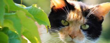 Científicos descubren por fin cómo ronronean los gatos