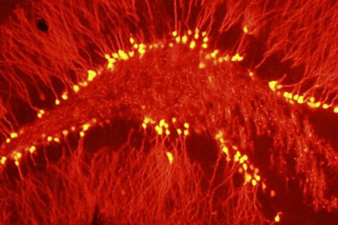 Investigadores argentinos descubren que el cerebro genera neuronas para "remodelar" memorias