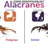 El ministerio de salud presentó la nueva guía de atención de Alacranismo