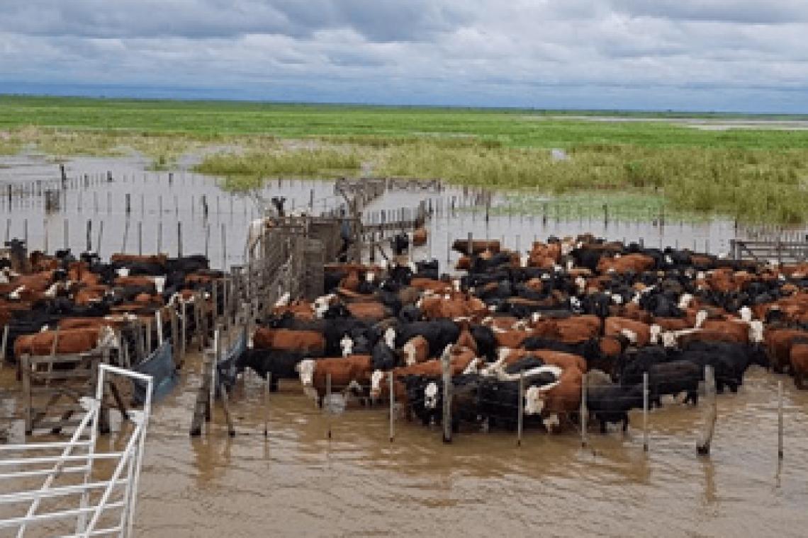 La provincia trabaja para fortalecer la prevención y el monitoreo de la producción ganadera ante la creciente del Río Paraná