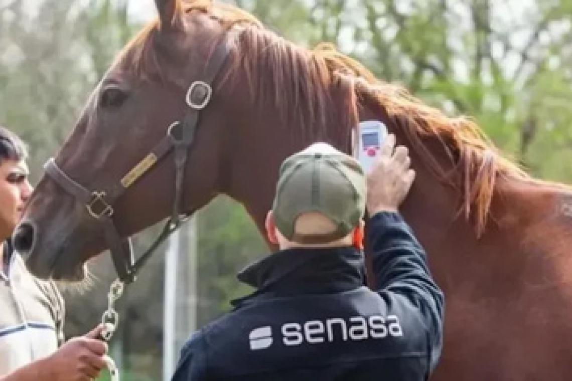 Se confirmó un caso humano de encefalitis equina del oeste