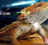 Secuestraron cinco lagartos pogona y ocho ranas albinas en Rosario