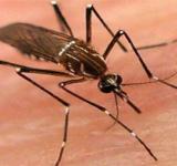 Los mosquitos, un problema de salud de todos
